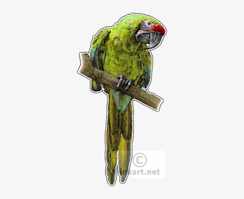 Military Macaw Decal - Military Macaw Drawings, transparent png download