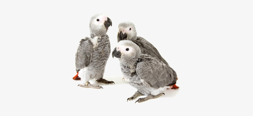 Baby African Grey Congo Parrots - African Grey Parrot Chick, transparent png download