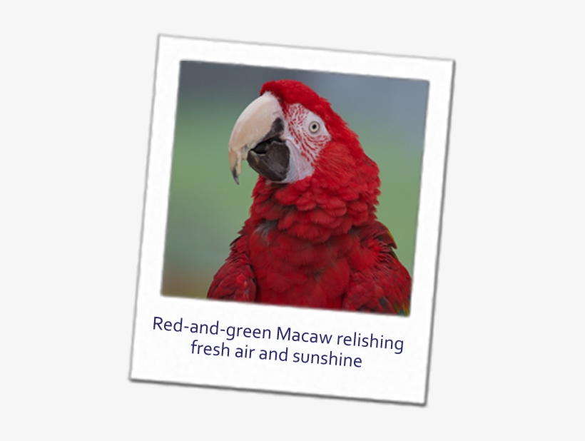 United Kingdom Rescued Macaws - Macaw, transparent png download
