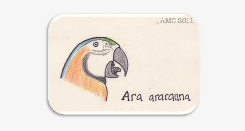 I Really Like Macaws, Sometimes I See Scarlet Macaws - Macaw, transparent png download