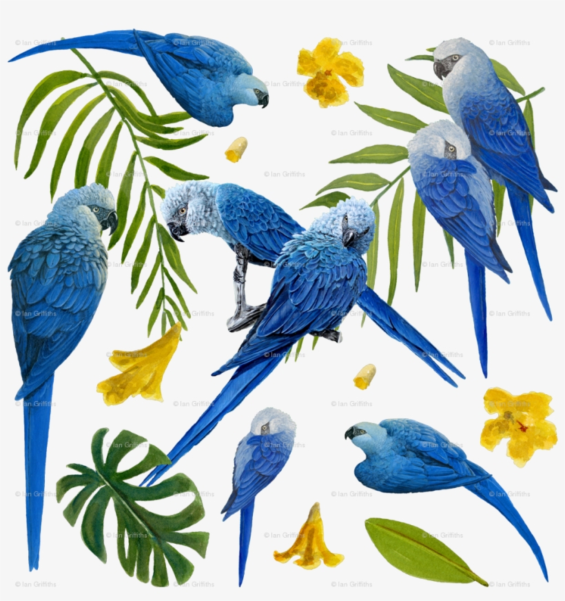 Spix's Macaw Extinct Pattern, transparent png download