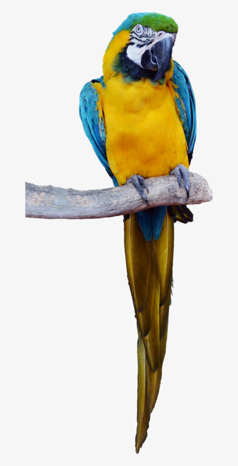 Tropical Bird Png - Parrot Standing Png, transparent png download