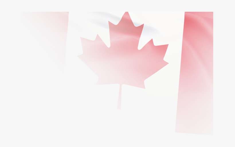 Maple Leaf, transparent png download