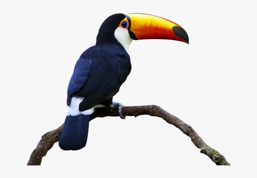 True 4 U Png - Tucan Png, transparent png download