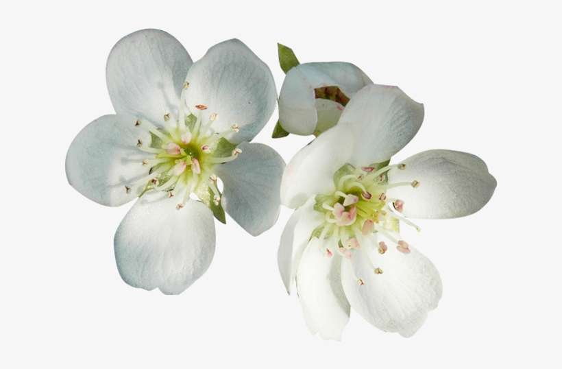 Clip Art Flower Petal Blossom Pear - Flor De La Pera Png, transparent png download