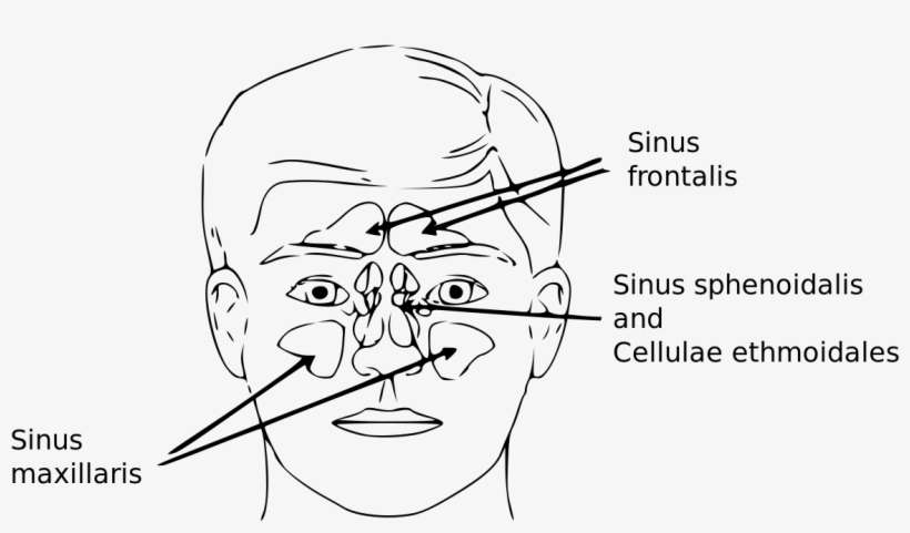 Sinus Frontal PNG Image | Transparent PNG Free Download on SeekPNG