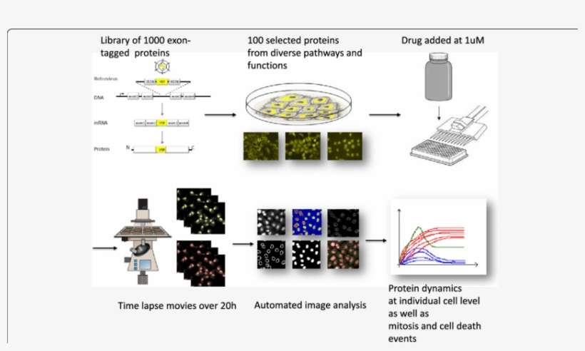Workflow Of Dynamic Proteomics In Response To Hsp90 - Fig.1, transparent png download