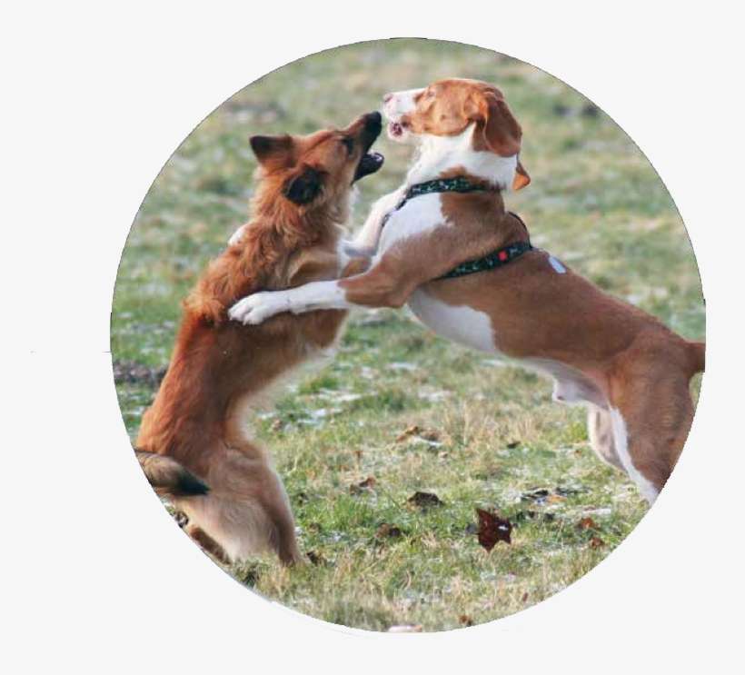 Dangerous Dogs - Dog Fighting, transparent png download