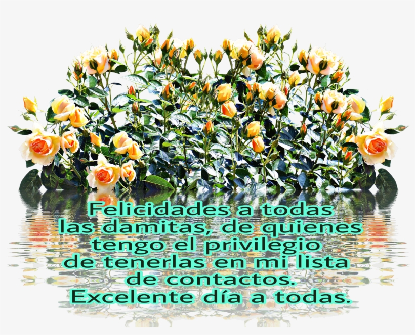 Felicidades Sticker - Chrysanths, transparent png download