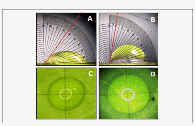 Measurement Of Water Drop Characteristics On Leaves Wild Type Png Image Transparent Png Free Download On Seekpng