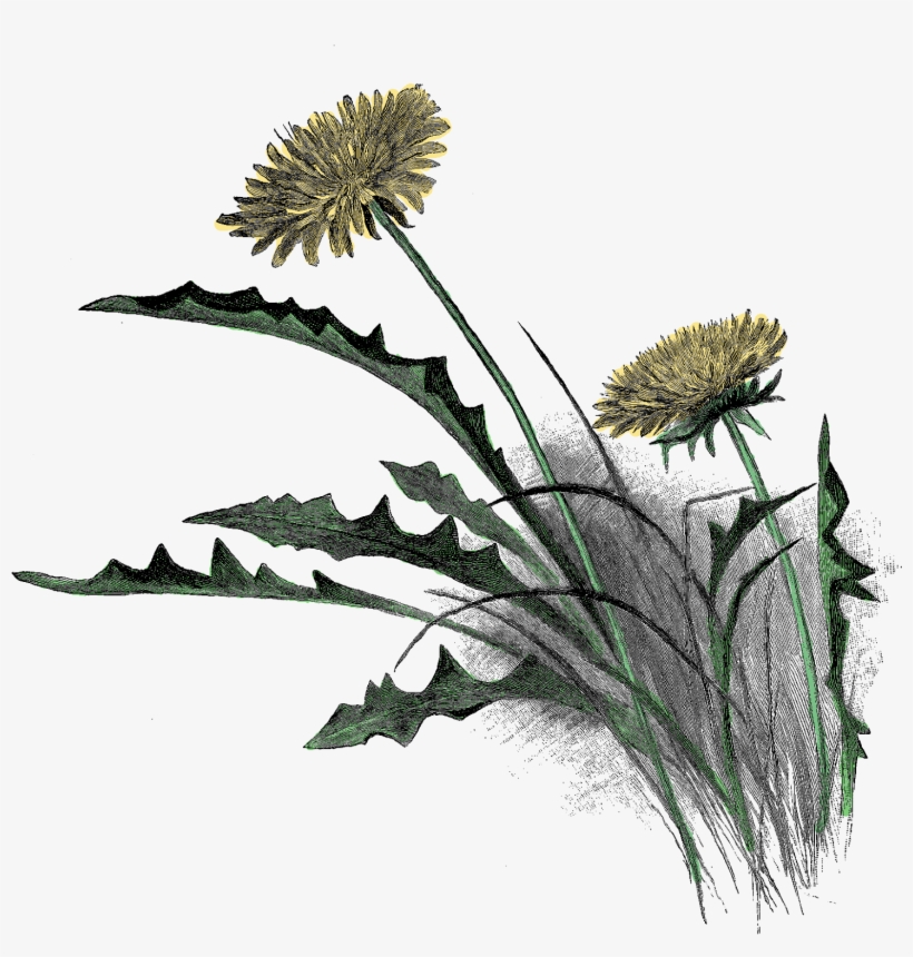 Digital Wildflower Clip Art Downloads - Dibujo Dientes De Leon A Lapiz, transparent png download