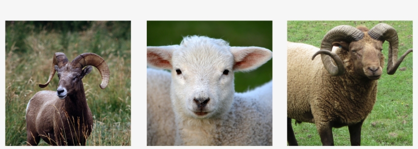 Please Visit Our Website Www - Little Baby Spring Lamb Mouse Pad, transparent png download