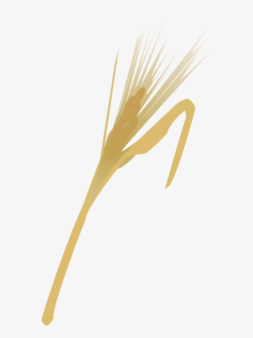 Espiga De Oro - Espiga De Oro Png, transparent png download