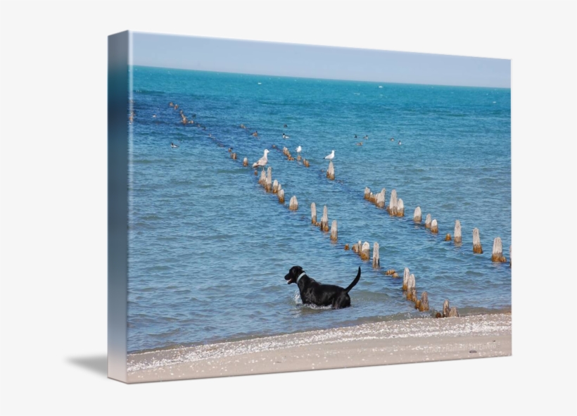 "black Labrador At Seagull Pier" By Linda Hammar - Sea, transparent png download