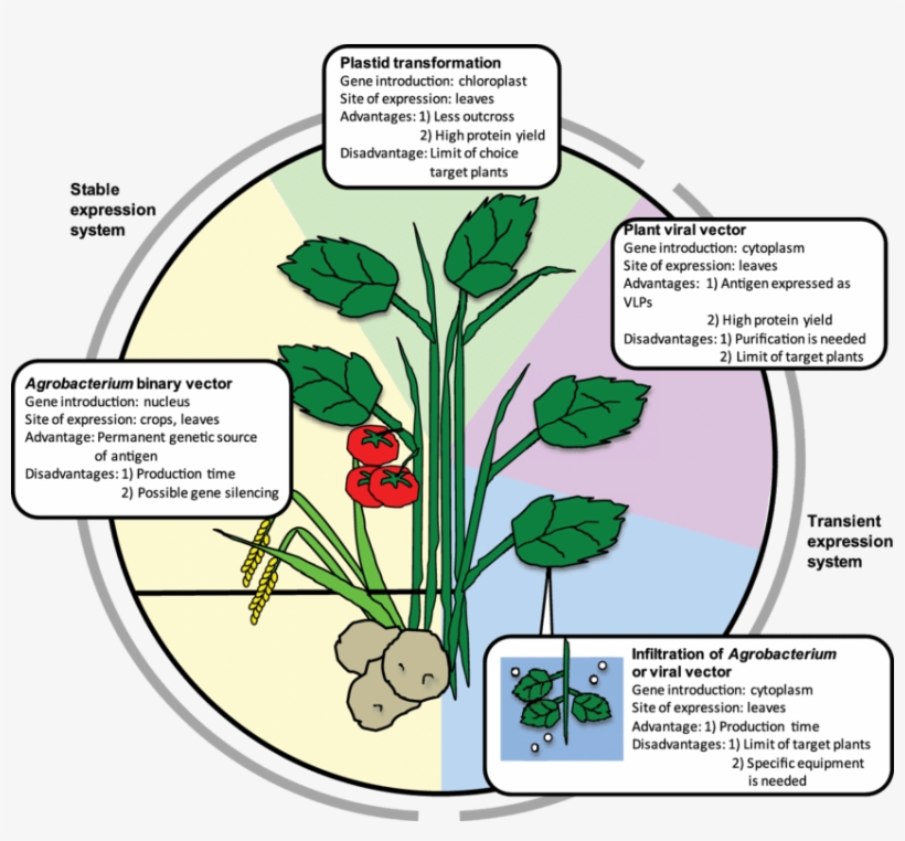 Png Black And White Download Cell Vector Plant - Plants Advantages, transparent png download