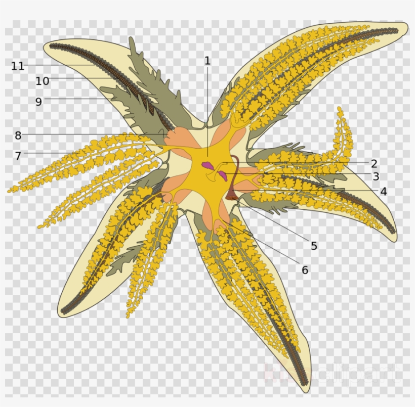 Budowa Rozgwiazdy Clipart Common Starfish Echinoderm - Asterias Rubens, transparent png download