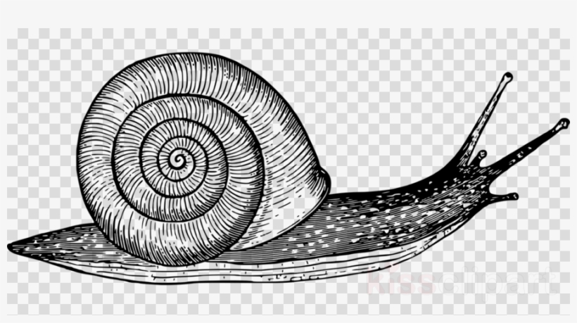 Snail Black And White Clipart, transparent png download