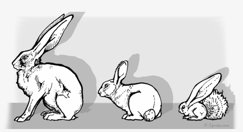 It Was The Large Ears And Long Hind Legs Described - Domestic Rabbit, transparent png download