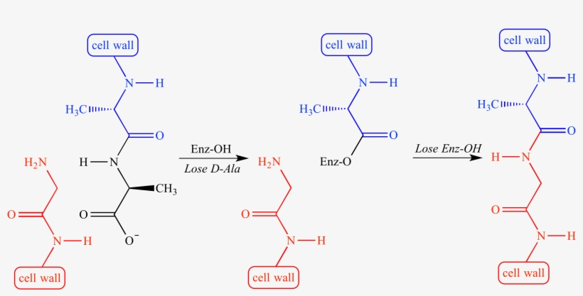 Penicillin Inhibits Transpeptidase, The Enzyme That - Dd-transpeptidase, transparent png download