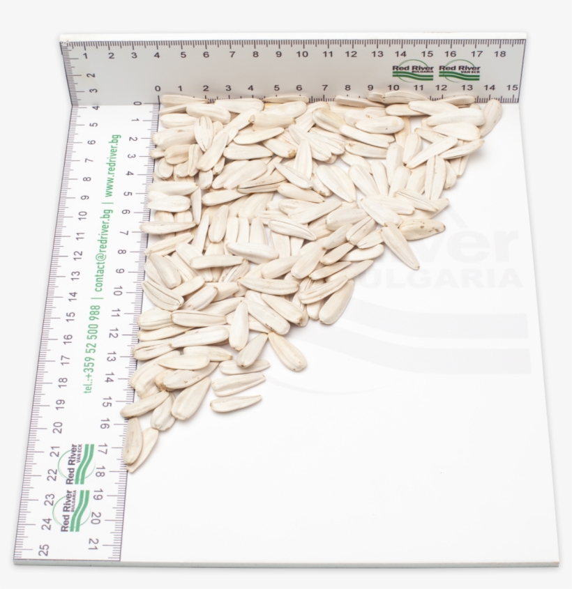 White Sunflower Seeds Confection - Sunflower Seed, transparent png download
