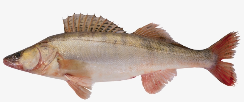 Fish Png - Рыба Png, transparent png download