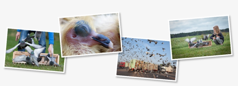 Watch Our Other Photos - Emu, transparent png download