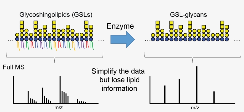 Established Strategies Rely On The Release Of The Glycan - Grits, transparent png download
