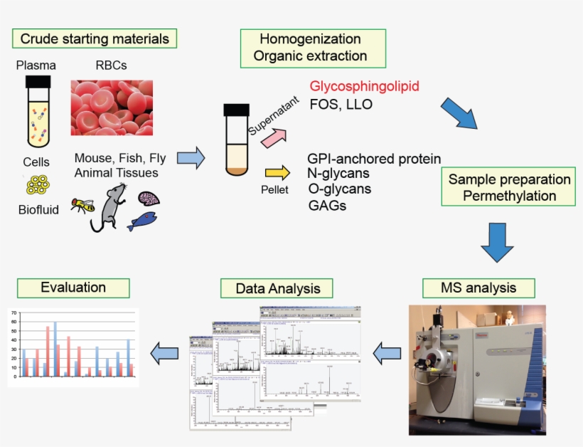 Our Method Yields Miltiple Glycomes From A Single Aliquot - Diagram, transparent png download