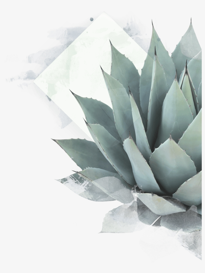 Agave Plant - Succulent Plant Wall Sticker, transparent png download