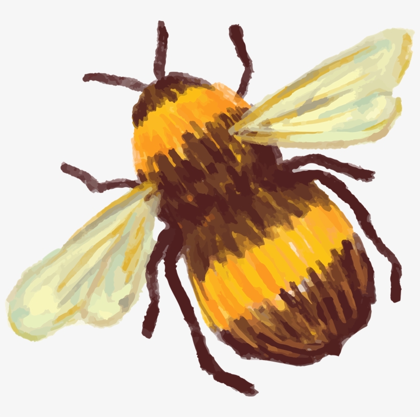 Screen - ภาพ วาด ผึ้ง กับ ดอกไม้, transparent png download