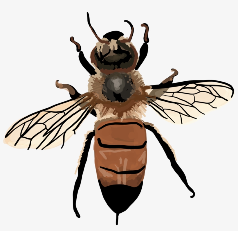 Apis Mellifera - Vintage Honey Bee Clipart, transparent png download