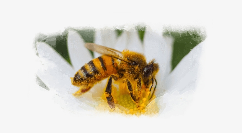 Our Processes - Hornet, transparent png download