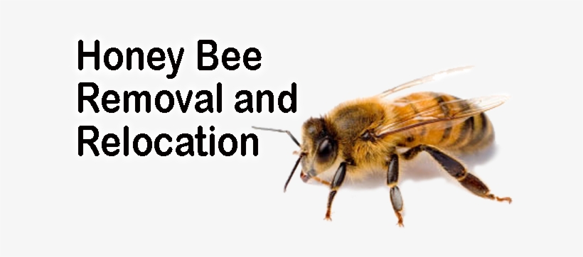 Save Our Honey Bees - Allergic To Bees Medical Alert Pinback Button Badge, transparent png download