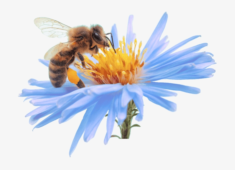 We Delight In Seeing Patients Control Conditions, Such - Experiment With Pollination (ebook), transparent png download