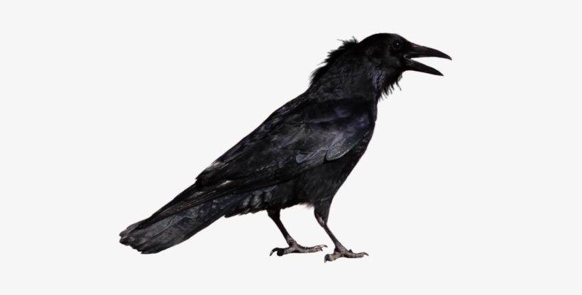 Raven - Crow Png, transparent png download