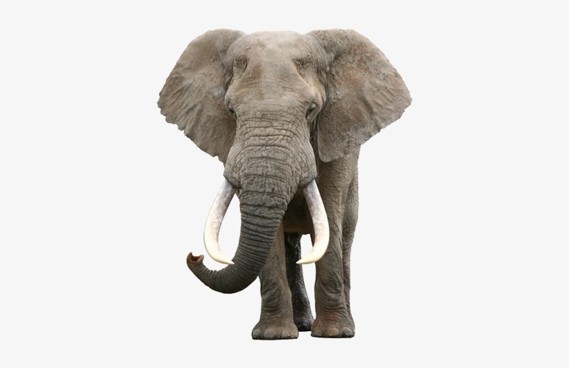 Pretty Real Pictures Of Jungle Animals Proyecto Animales - Toddler Flash Card, transparent png download