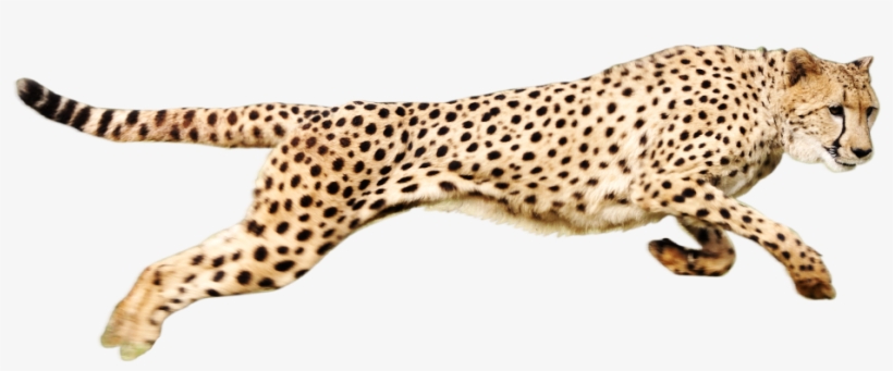 15 Cheetah Png For Free Download On Mbtskoudsalg - Cheetah Png, transparent png download