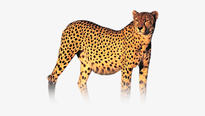 Cheetah Png Photo - Cheetah Png, transparent png download