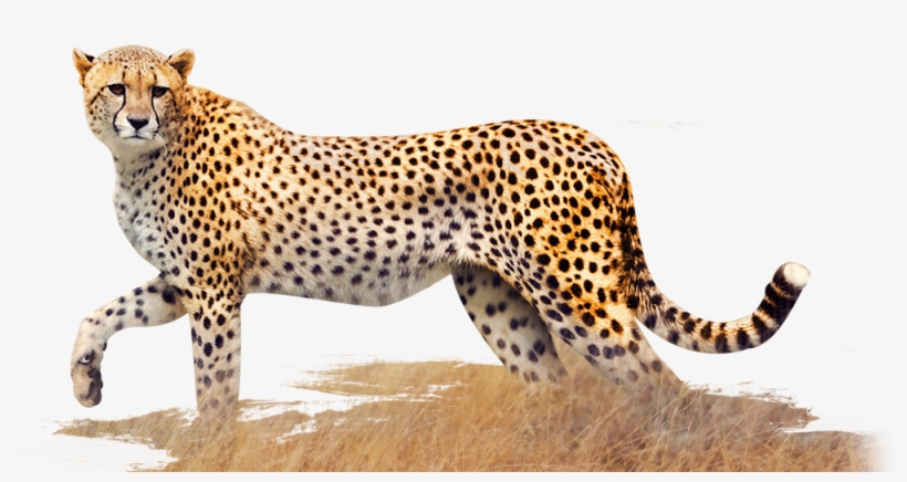 Smaller-cheetah - Cheetah Images In Png, transparent png download