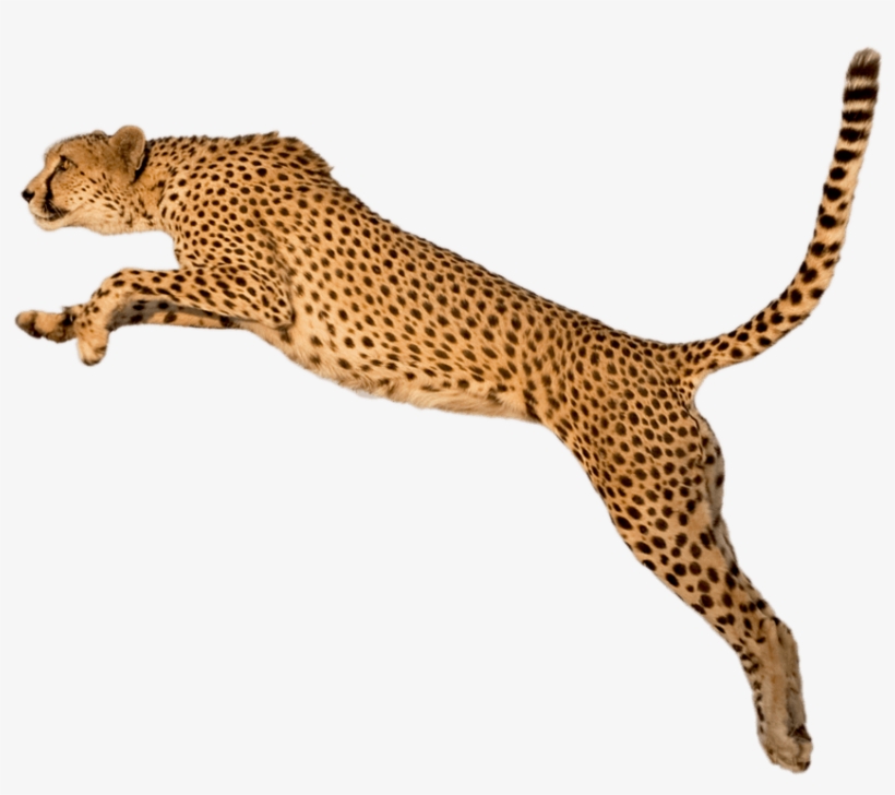 Png Freeuse Library Jump Png Stickpng - Cheetah Png, transparent png download