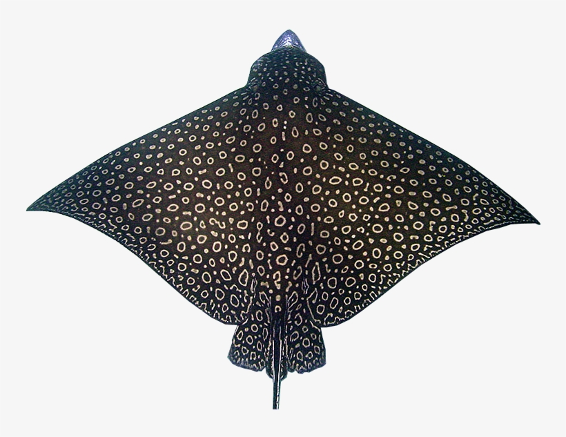 Whitespotted Eagle Ray - Spotted Eagle Ray, transparent png download