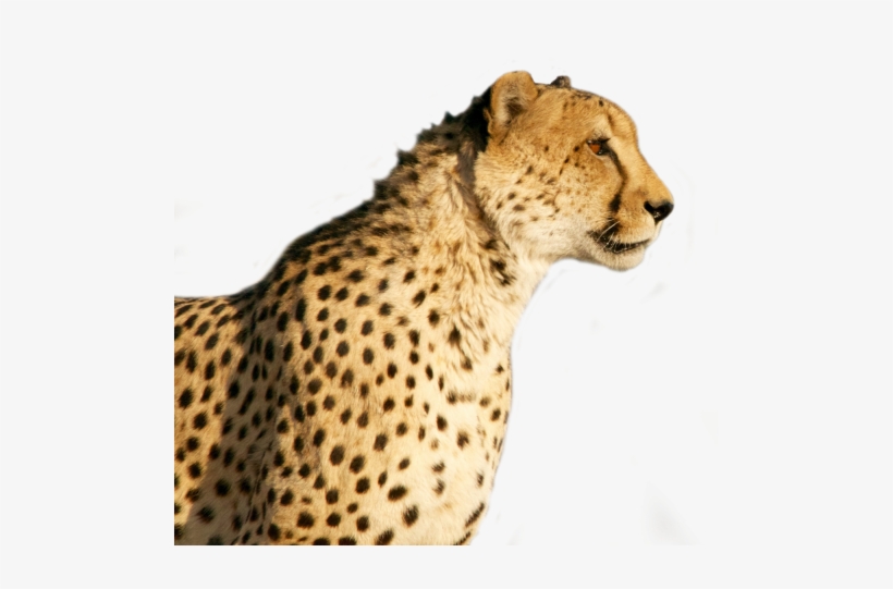 Cheetah Png Transparent Image - Cheetah Png, transparent png download