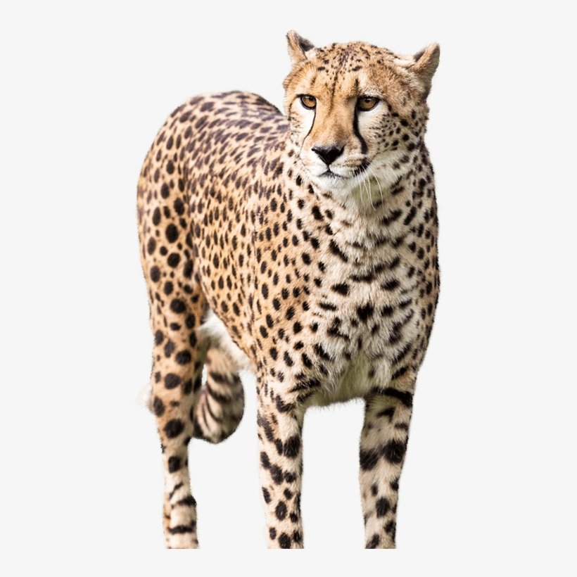 Share This Article - Cheetah, transparent png download
