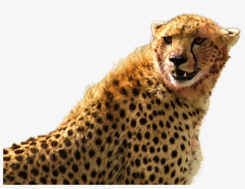 Cheetah Png, transparent png download