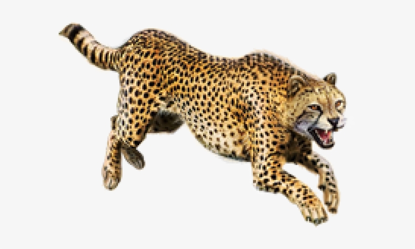 Cheetah Jumping Png - Cheetah Png, transparent png download