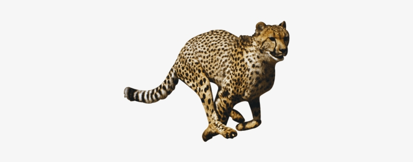 Cheetah Png File - Wildlife-predators - (import Dvd), transparent png download