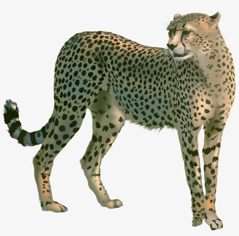 Cheetah Png - Гепард Пнг, transparent png download