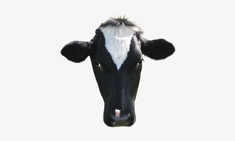 Dairy Cow Transparent Image - Cow Head Clip Art, transparent png download