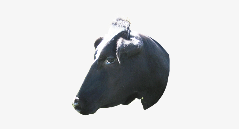Animal Clip Art Cow Head - Cow Transparent Tumblr Png, transparent png download