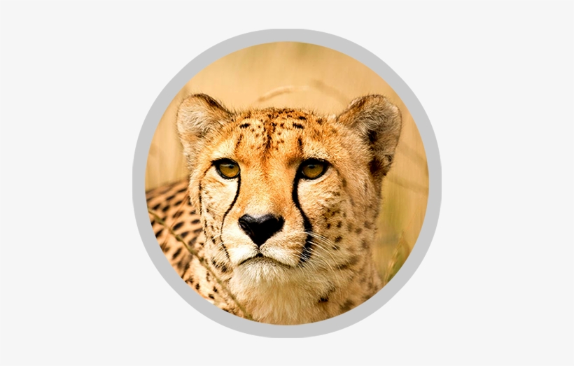 Cheetah - World's Fastest Animal Then Cheetah, transparent png download